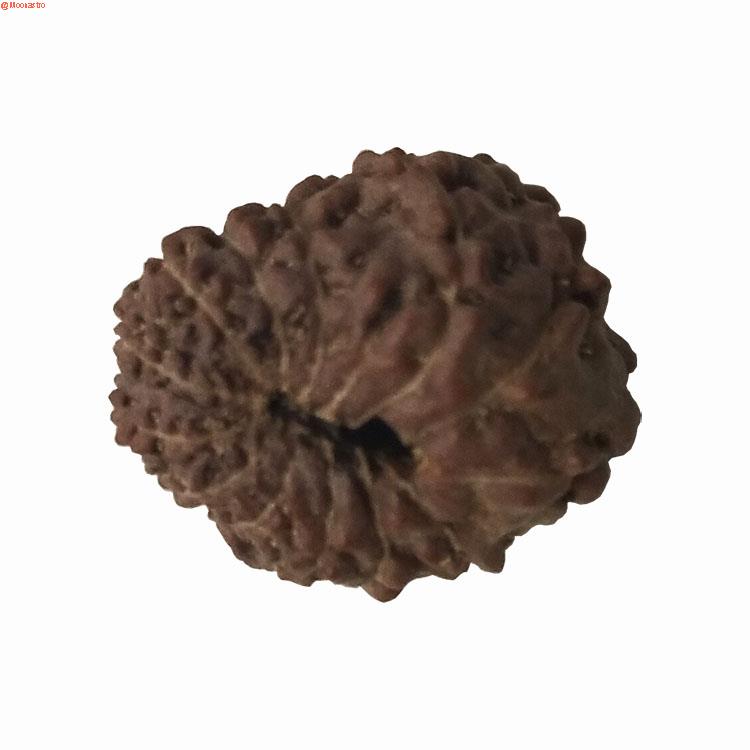 13 Mukhi Rudraksha